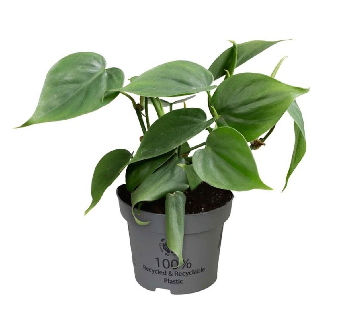 Philodendron Scandens – Plante Grimpante - TerraLife