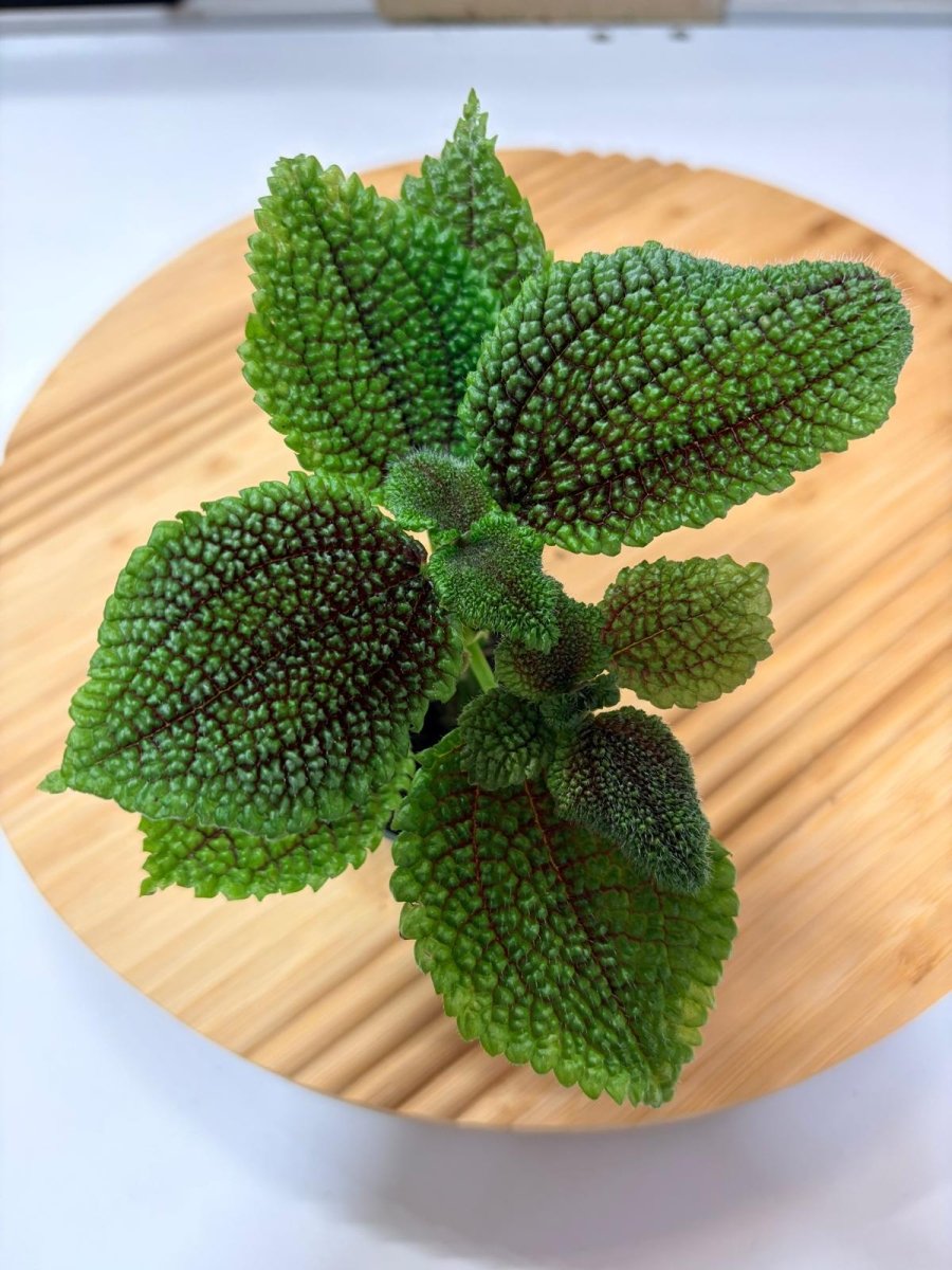 Pilea involucrata – Plante Tropicale Texturée pour Terrarium Vivant - TerraLife