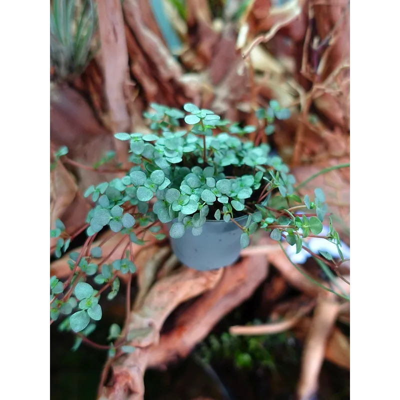 Pilea Nummulariifolia "Glauca Greyzy" - Plante Grimpante - TerraLife