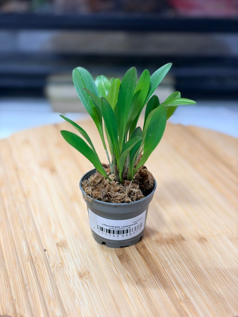 Pleurothallis costaricensis – Orchidée Miniature à Fleurs Jaunes pour Terrarium Tropical - TerraLife