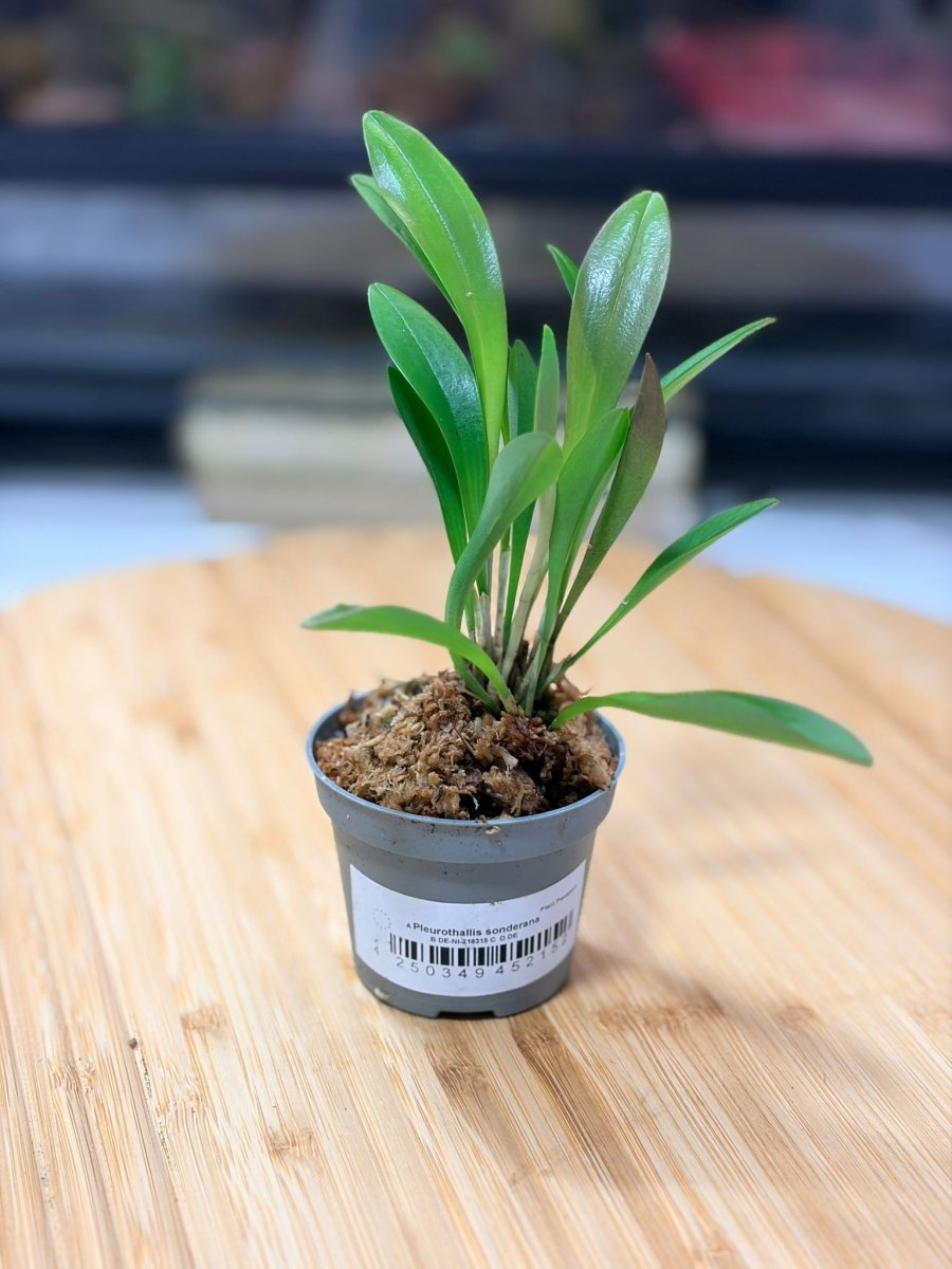 Pleurothallis sonderana – Orchidée Miniature Épiphyte pour Terrarium Tropical - TerraLife