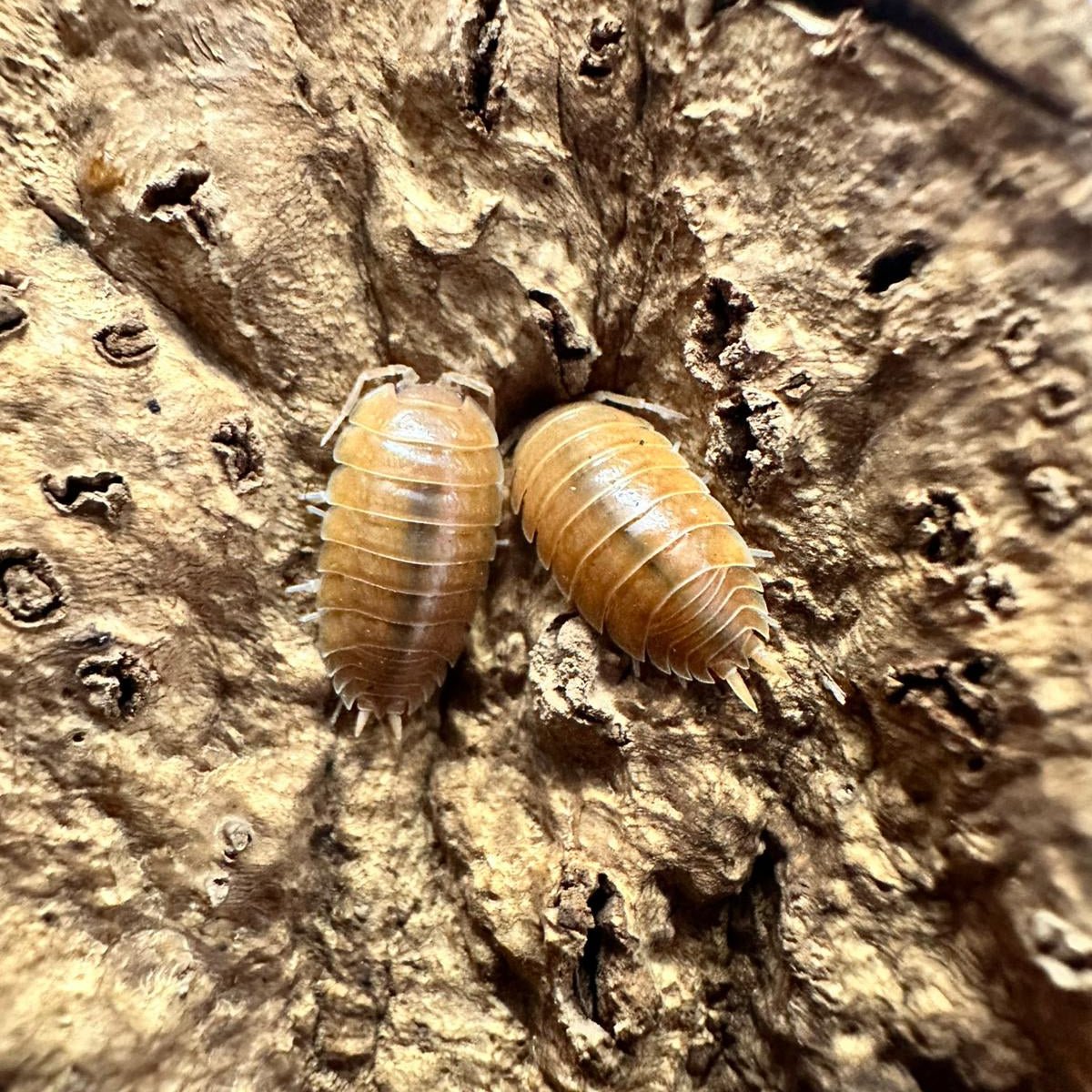 Porcellio Laevis "Orange" - TerraLife