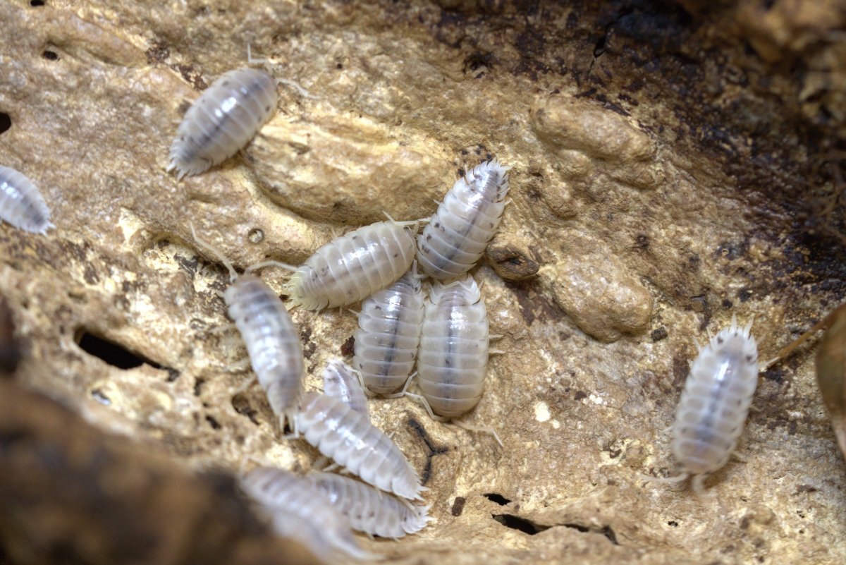 Porcellio Laevis "White" – Isopodes blancs - TerraLife
