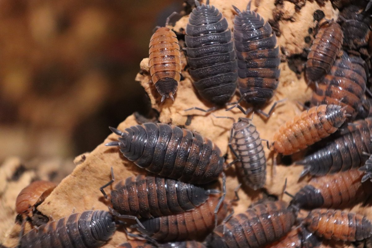 Porcellio Scaber Lava - TerraLife