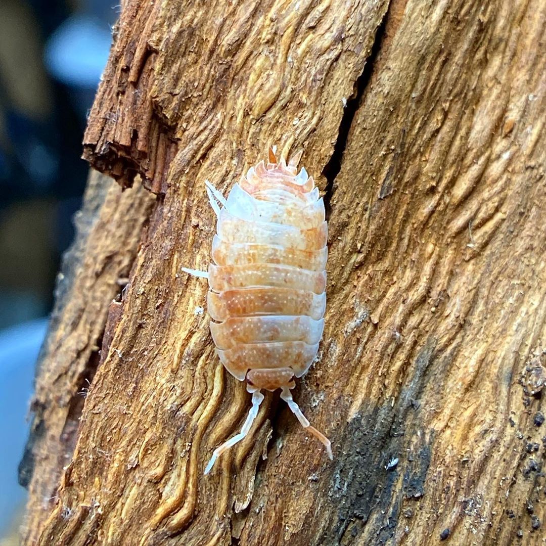 Porcellio scaber "Orange Koi" - TerraLife