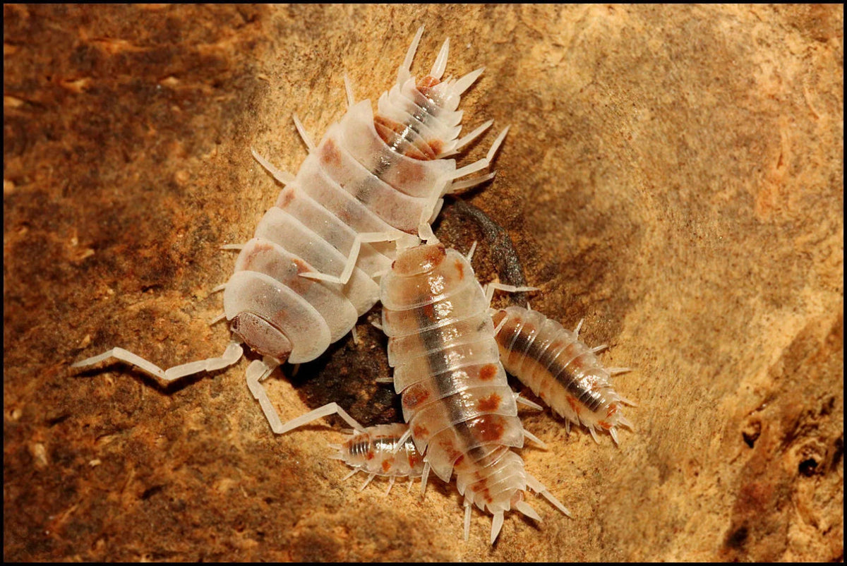 Porcellio scaber "Orange Koi" - TerraLife