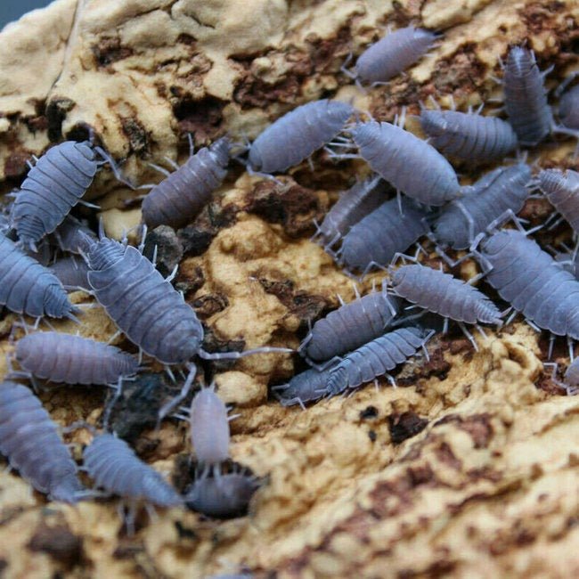 Porcellionides Pruinosus Powder Blue - TerraLife