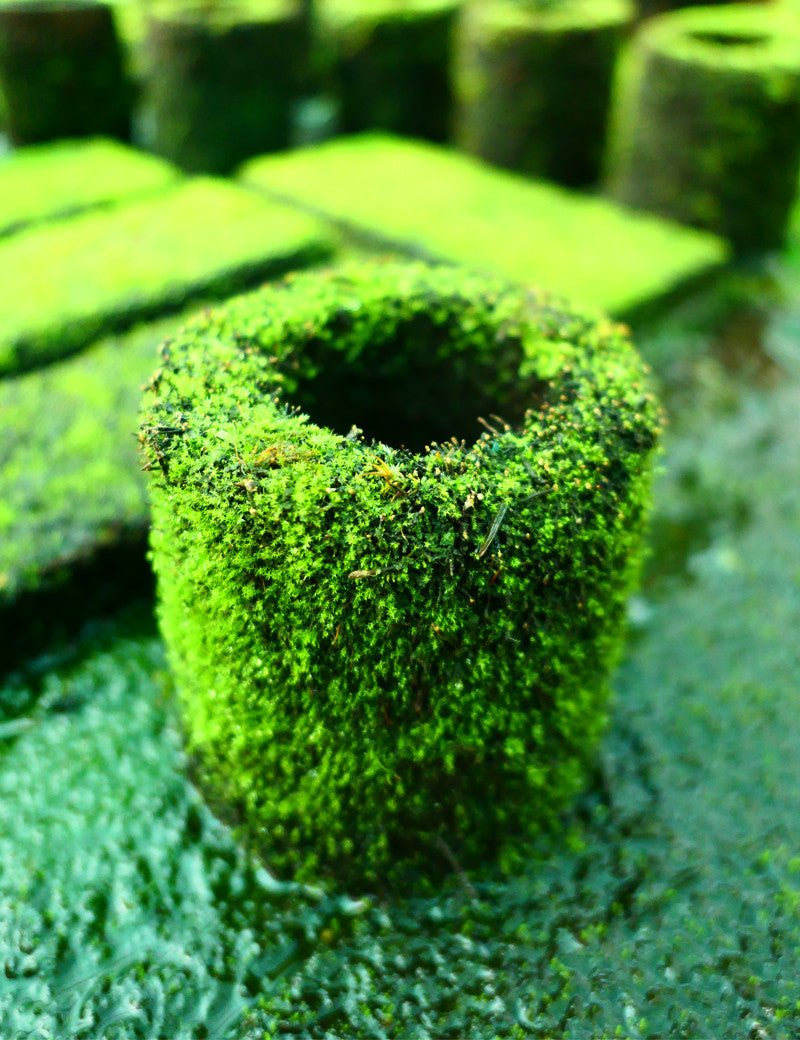 Pot Xaxim Pré - Cultivé - TerraLife