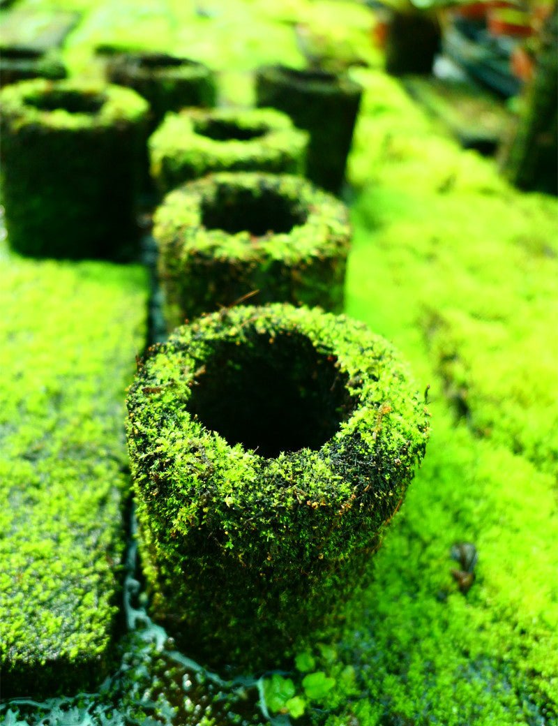 Pot Xaxim Pré - Cultivé - TerraLife