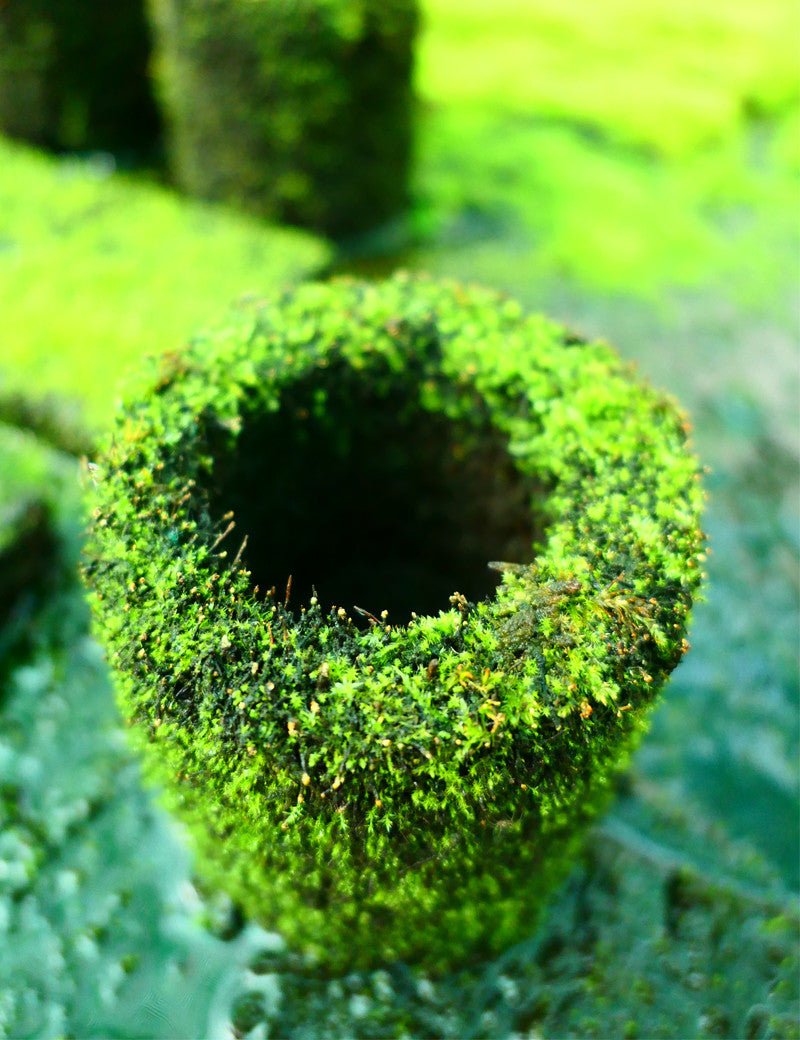 Pot Xaxim Pré - Cultivé - TerraLife