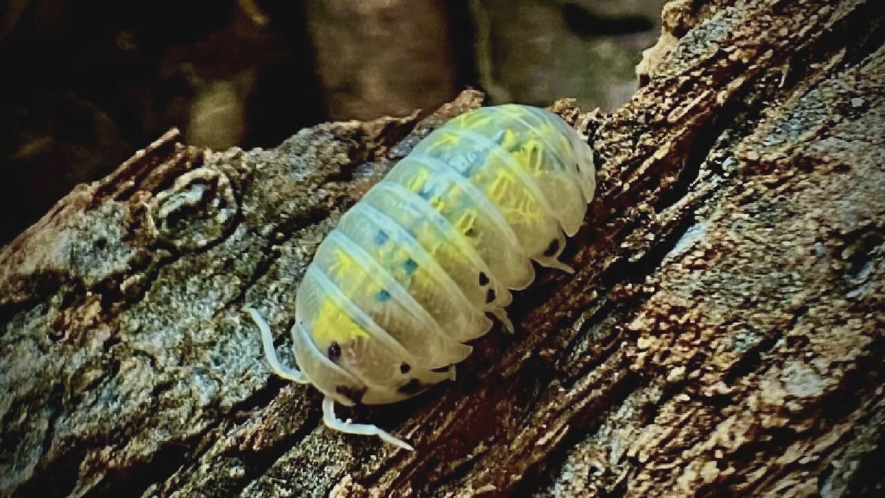 Armadillidium "Magic Potion" – Isopodes Jaunes