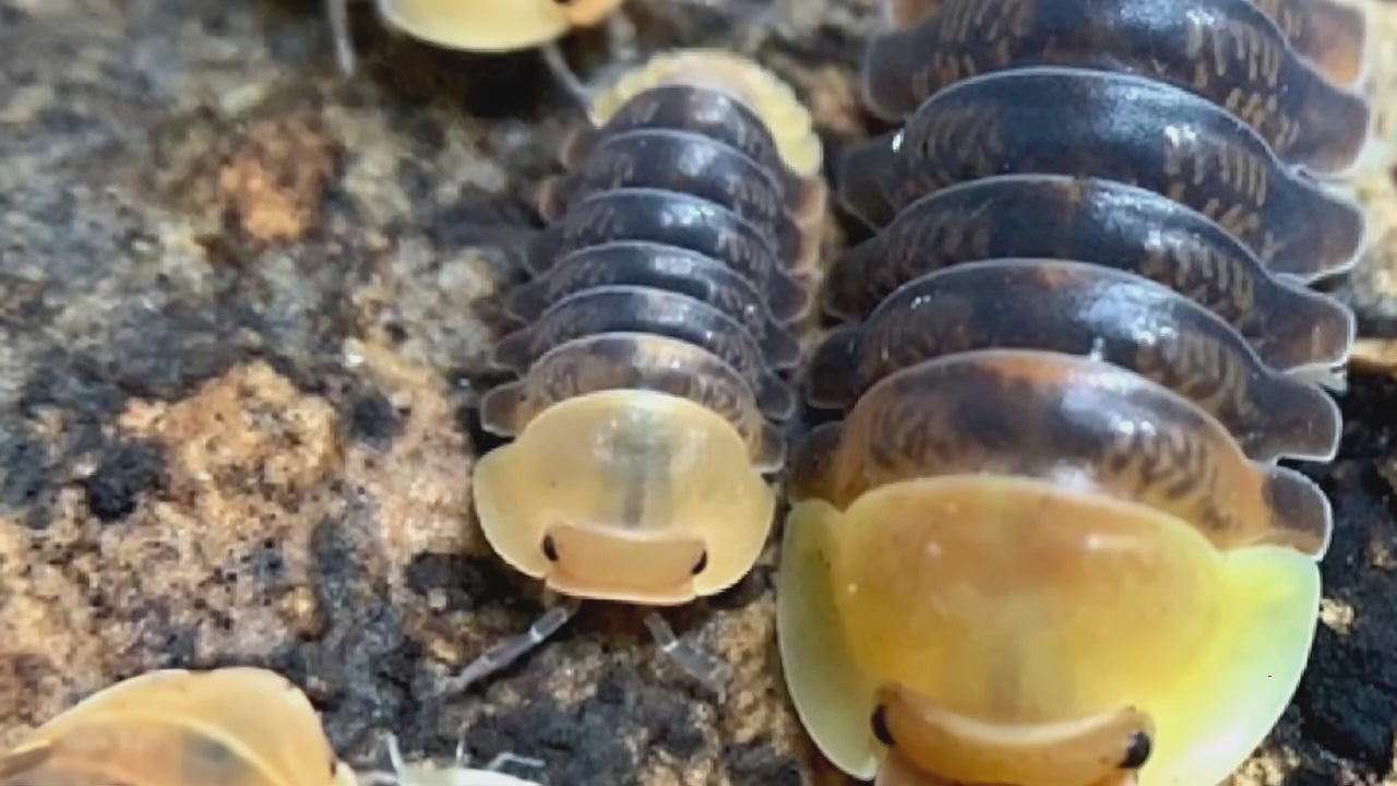 Cubaris sp. "Rubber Ducky" – Isopodes Rares Canard