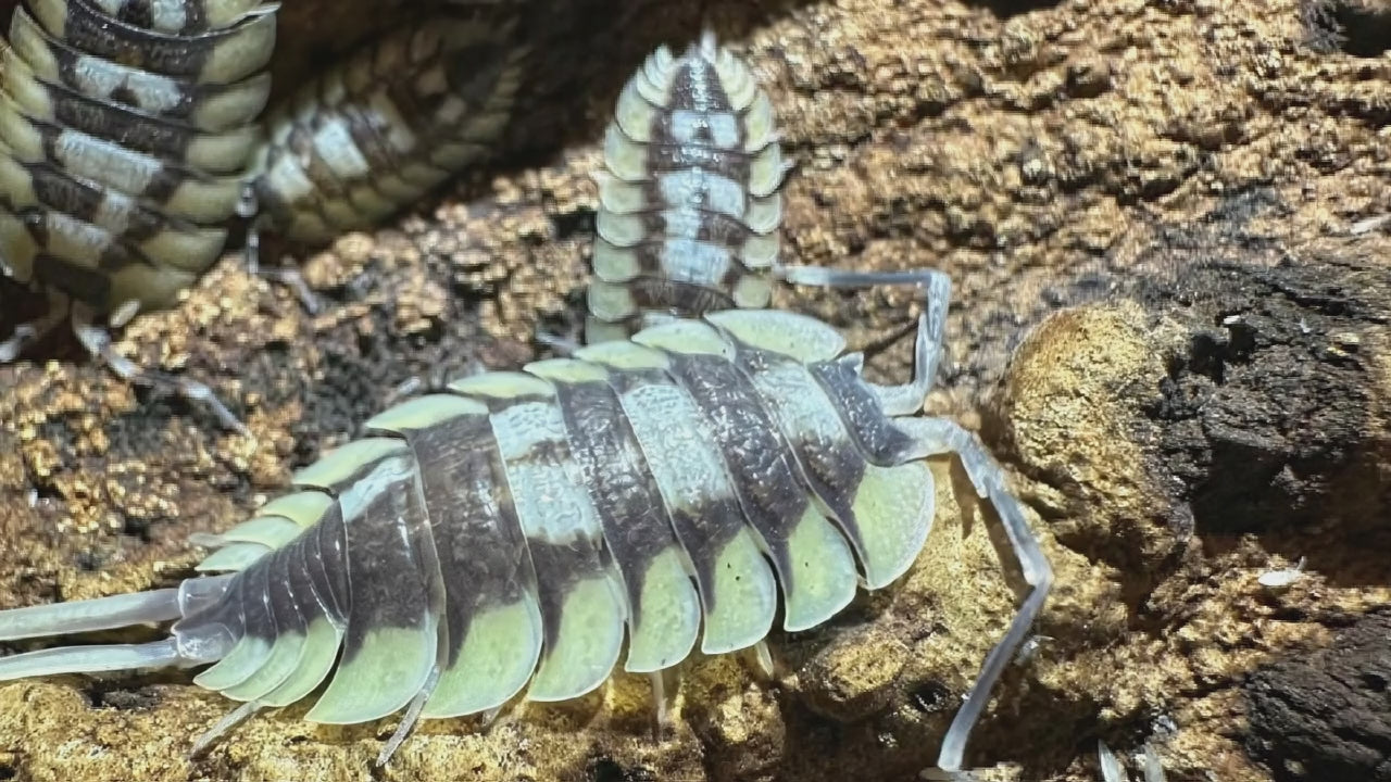 Porcellio Expensus – Isopodes Géants Blancs
