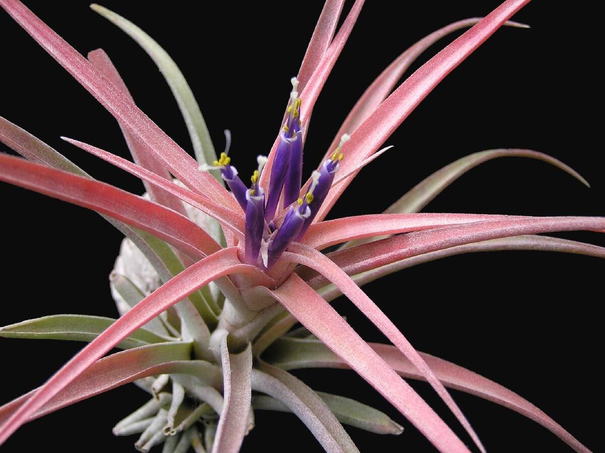 Tillandsia capitata "Peach" – Plante Aérienne