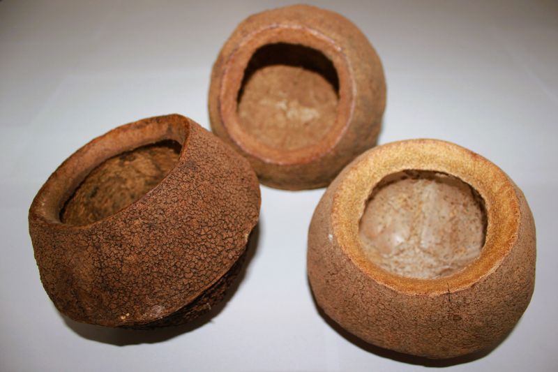 Sapucainha - TerraLife