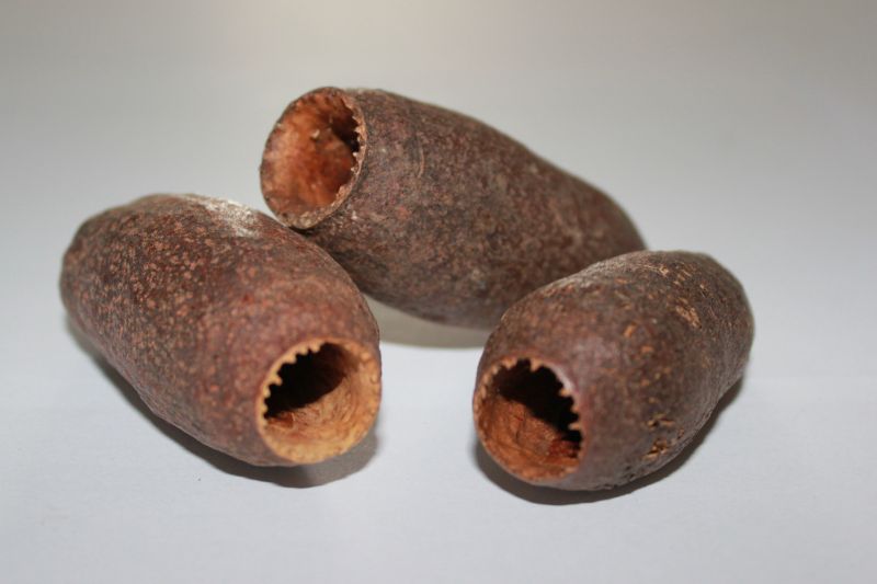 Savu Pod - TerraLife