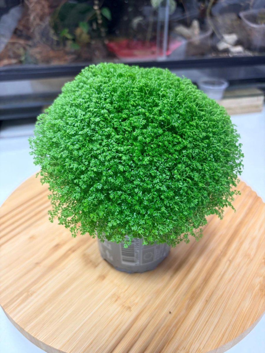 Selaginella apoda – Couvre - Sol Tapissant pour Terrarium Tropical & Paludarium - TerraLife