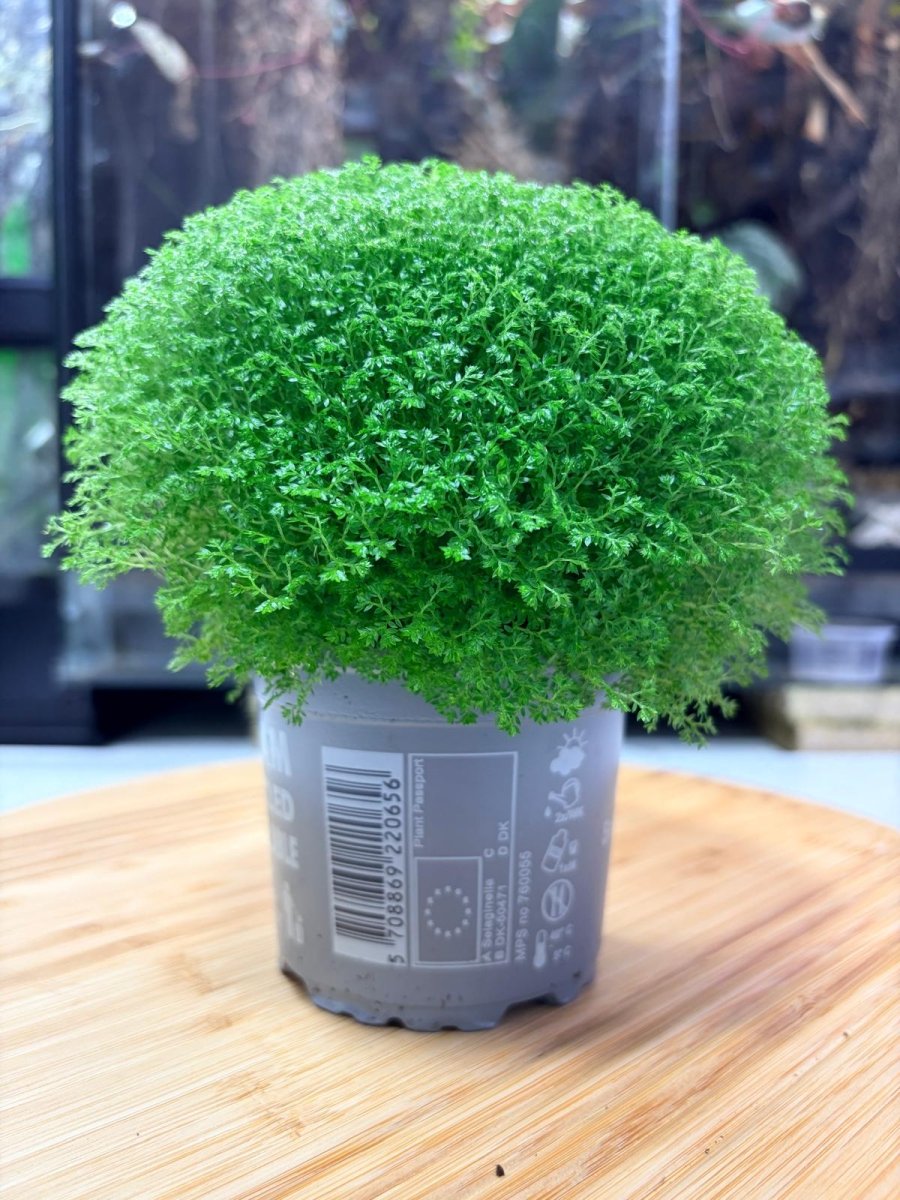 Selaginella apoda – Couvre - Sol Tapissant pour Terrarium Tropical & Paludarium - TerraLife