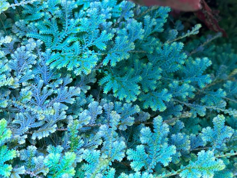 Selaginella Uncinata - TerraLife