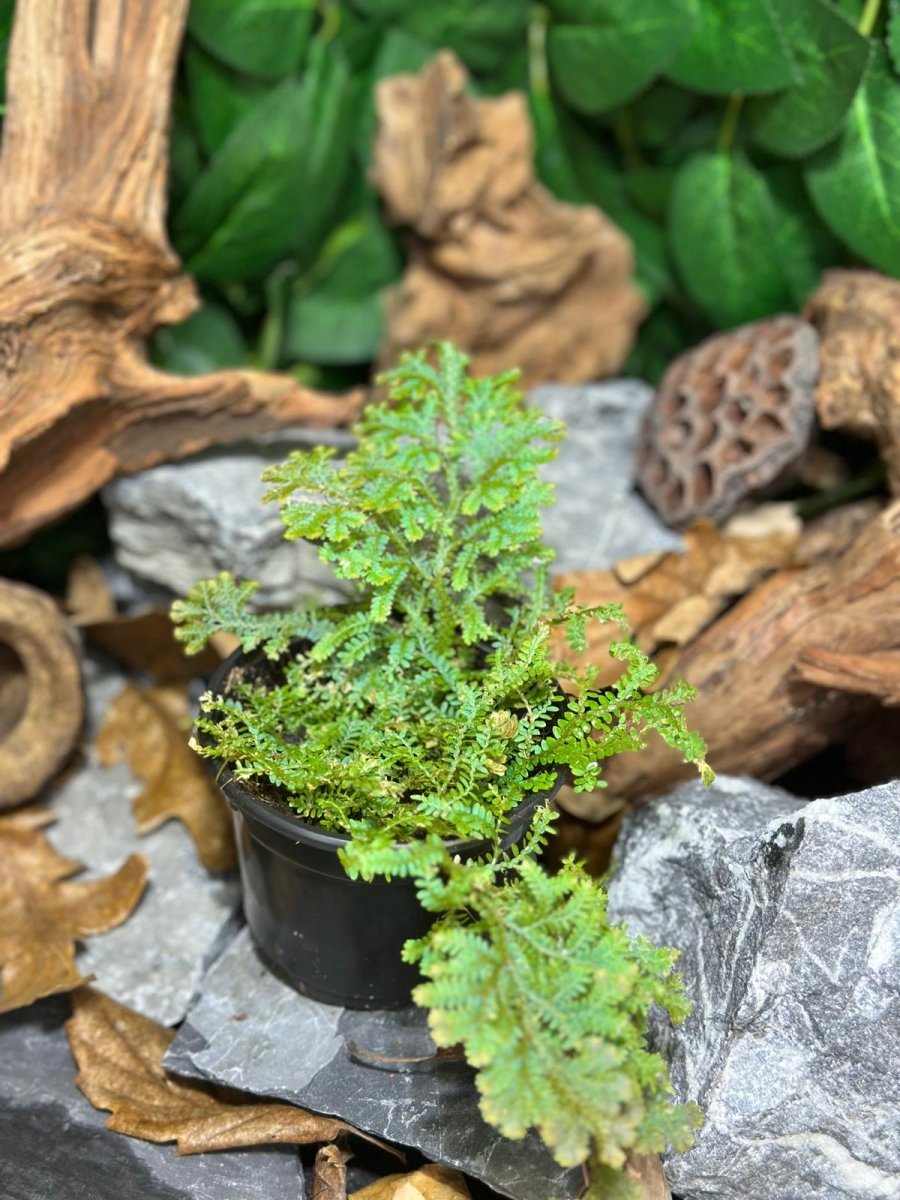 Selaginella Uncinata - TerraLife