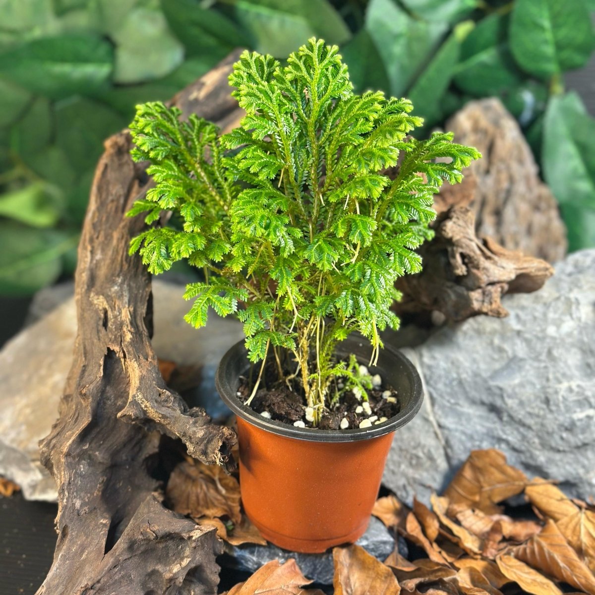 Sellaginela Martensii - TerraLife
