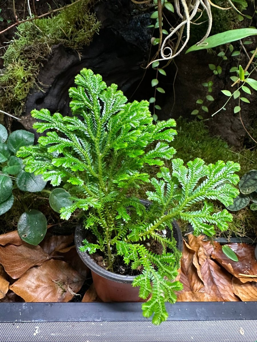 Sellaginela Martensii - TerraLife