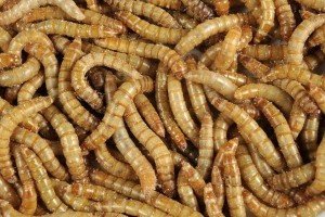 Vers de Farine Vivants – Tenebrio molitor 50gr - TerraLife